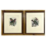 2 Beautifully Framed Lory Parrot Birds Art Prints