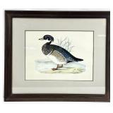 Henri de la Blanchï¿½re Teal Duck of Caroline Print