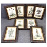 8pc Quality Framed Abraham Munting Botanical Art