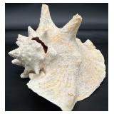 Vintage Natural Conch Shell