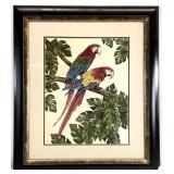 Dianne Krumel, Macaws Framed Bird Art Print