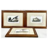 3pc J.J. Audubon Framed & Matted Bird Art Prints