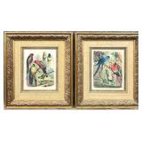 2 Tropical Birds by Cassell Art Prints, Ornate