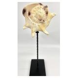 19 ' Mounted Faux Seashell on Twisted Metal Stand