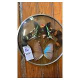 Butterfly glass display