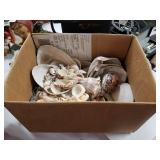 Box lot of sea shells