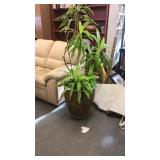 Large indoor plant