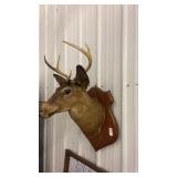 6 point buck neck mount