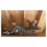 Pair of mounted squirrels