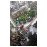Lot of plants, glass, and miscellaneous