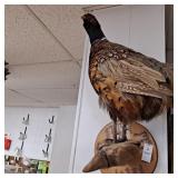 Ring neck pheasant mount