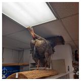 Turkey mount 9 inch beard