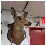 Deer mount