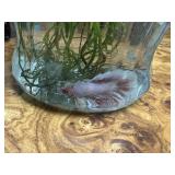 Betta Fish & Supplies Donated by Gittlerï¿½s