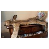 Taxidermy Bobcat
