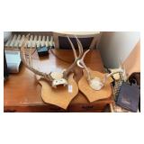 2 Deer antler mounts