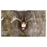 Deer Antler Mount