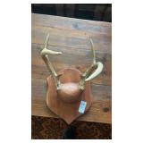 6 Point Deer Antlers