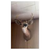 8 Point Deer Mount