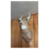 7 Point Deer Mount