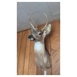 8 Point Deer Mount