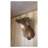 8 Point Deer Mount