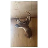 8 Point Deer Mount