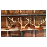 Lot of 3 Mounted Deer Antlers
