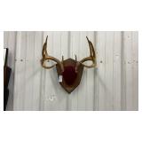 Whitetail Antler Plaque Mount
