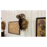 Corsican Ram Shoulder Mount