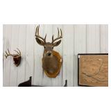 Whitetail Buck Shoulder Mount