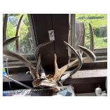 Deer antlers