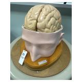 Cenco Human Anatomical Brain Model
