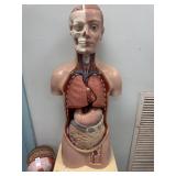 3B Scientific Human Model with Removable Organs
