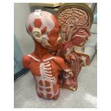 Two Piece Plastic Human Anatomy Model