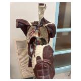 Nystrom Biological Human Anatomy Model *spins*
