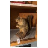 Vintage Fox squirrel taxidermy mount