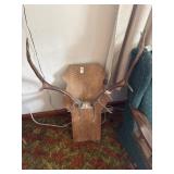 Mounted antlers on wooden plaque 27 X 32 in