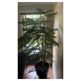 Large Standing Evergreen Plant