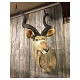 Large Kudu Taxidermy Mount