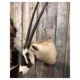 Large Gemsbok Taxidermy Mount