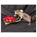 Raccoon Taxidermy Mount