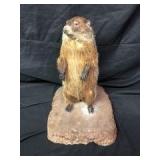 Groundhog Taxidermy Mount