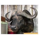 Cape Buffalo Taxidermy Mount