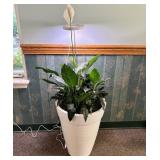 Large Potted Peace Lily Houseplant in Ribbed Plant