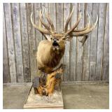 Non-Typical Bull Elk Shoulder Taxidermy Pedestal M