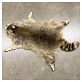 Raccoon Taxidermy Pelt Rug with Paws and Claws