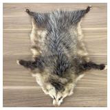 Tanned North American Opossum Pelt with Paws and C