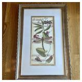 Framed Natural History Dragonfly Print Titled Elon