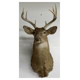 Vintage Shoulder Mount Deer Head
